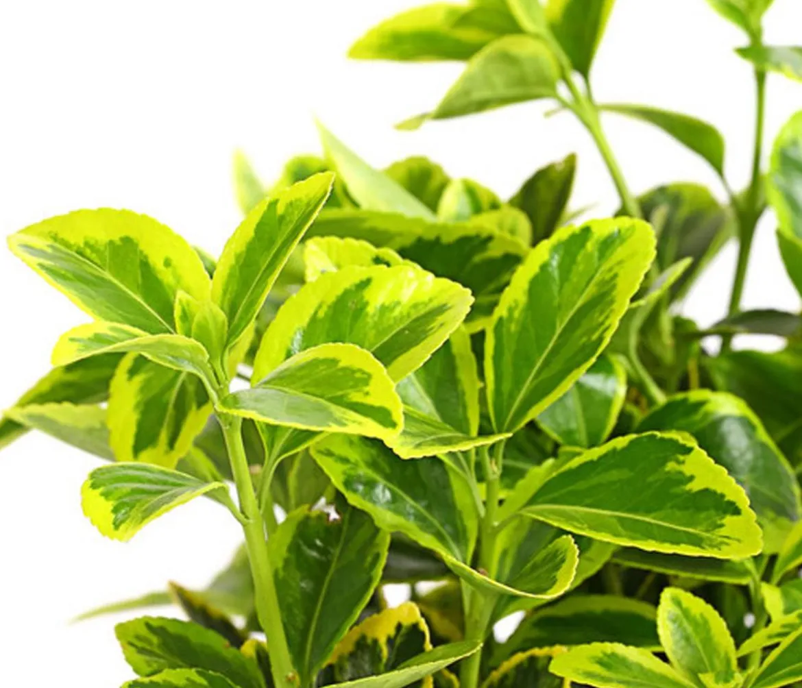 Japanischer Spindelstrauch 'Aureomarginatus'