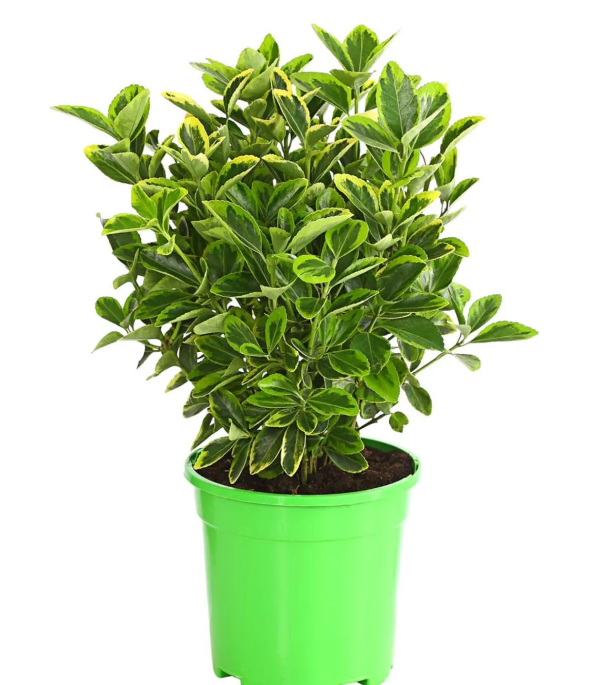 Japanischer Spindelstrauch 'Aureomarginatus'