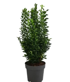 Japanischer Spindelstrauch 'Green Spire'