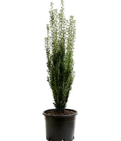 Japanischer Säulen-Berg-Ilex 'Fastigiata'