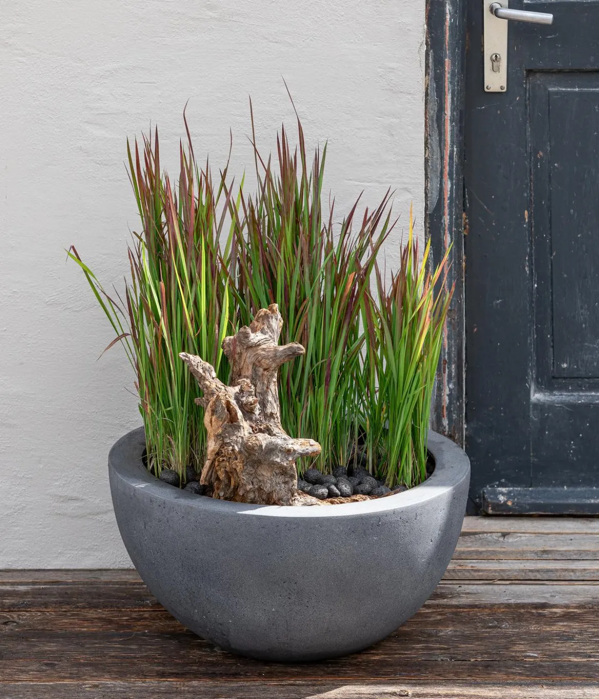 Japanisches Blutgras 'Red Baron'