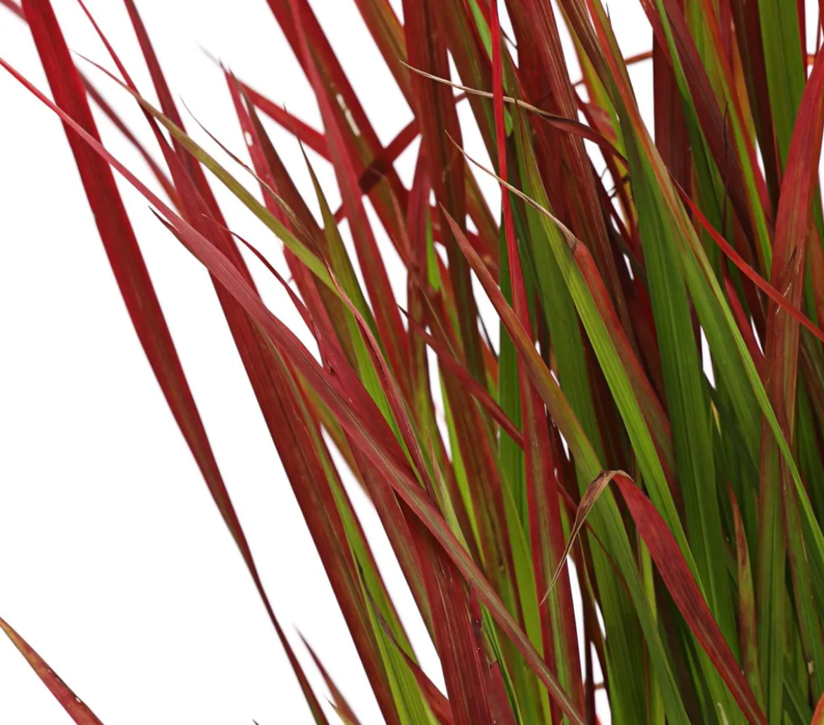 Japanisches Blutgras 'Red Baron'