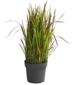 Japanisches Blutgras 'Red Baron'