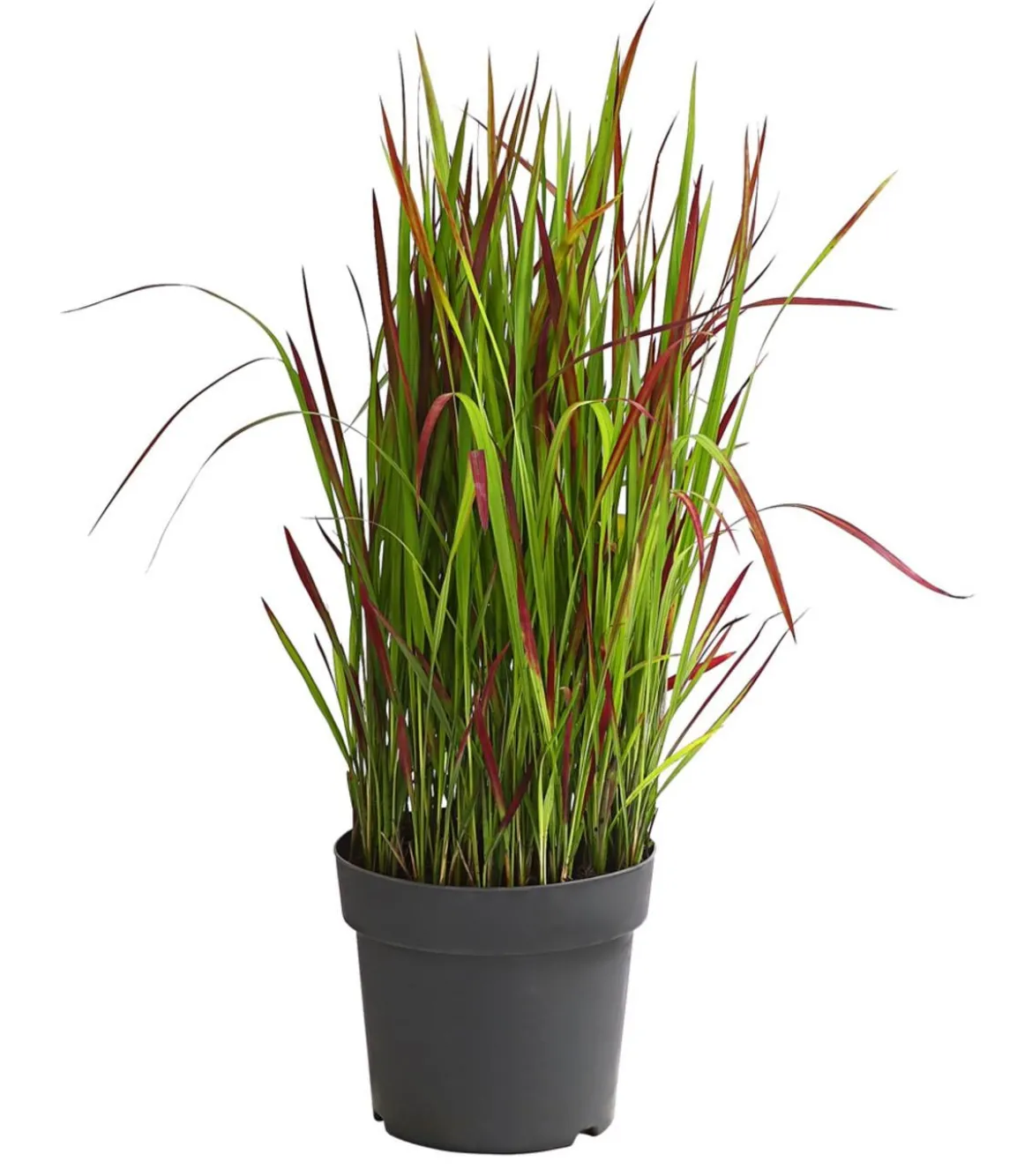Japanisches Blutgras 'Red Baron'
