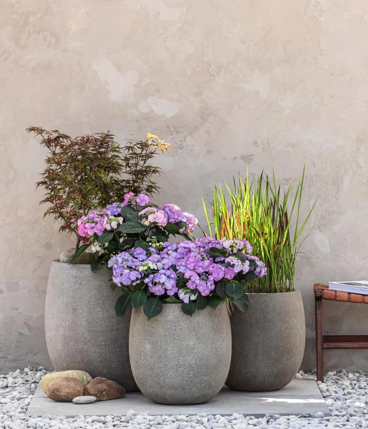 Japanisches Blutgras 'Red Baron'