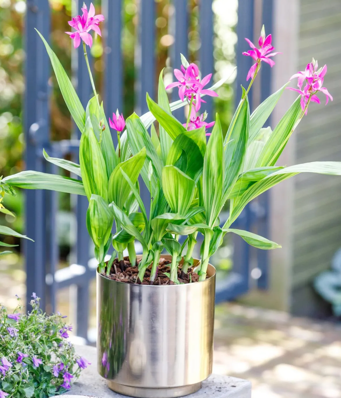 Japanorchidee - Bletilla striata