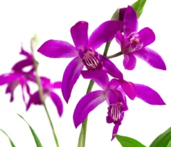 Japanorchidee - Bletilla striata