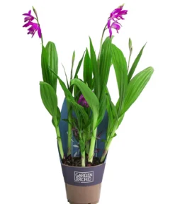 Japanorchidee - Bletilla striata