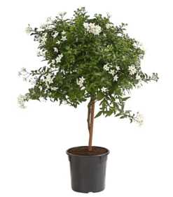 Jasminblütiger Nachtschatten, Stämmchen