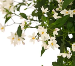 Jasminblütiger Nachtschatten, Stämmchen