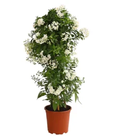 Jasminblütiger Nachtschatten, Säule