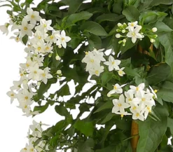 Jasminblütiger Nachtschatten, Säule