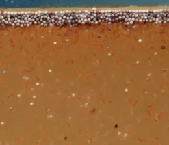 JBL Fischfutter ArtemioPur Artemia-Eier, 40 ml