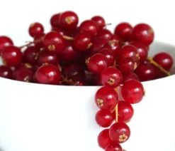 Johannisbeere 'Jonkheer van Tets'