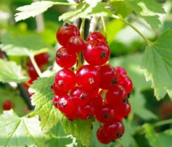 Johannisbeere 'Rovada'