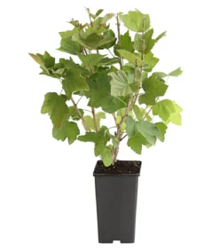 Johannisbeere 'Rovada'