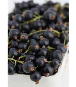 Johannisbeere 'Titania'