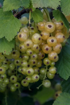 Johannisbeere 'Weiße Versailler'