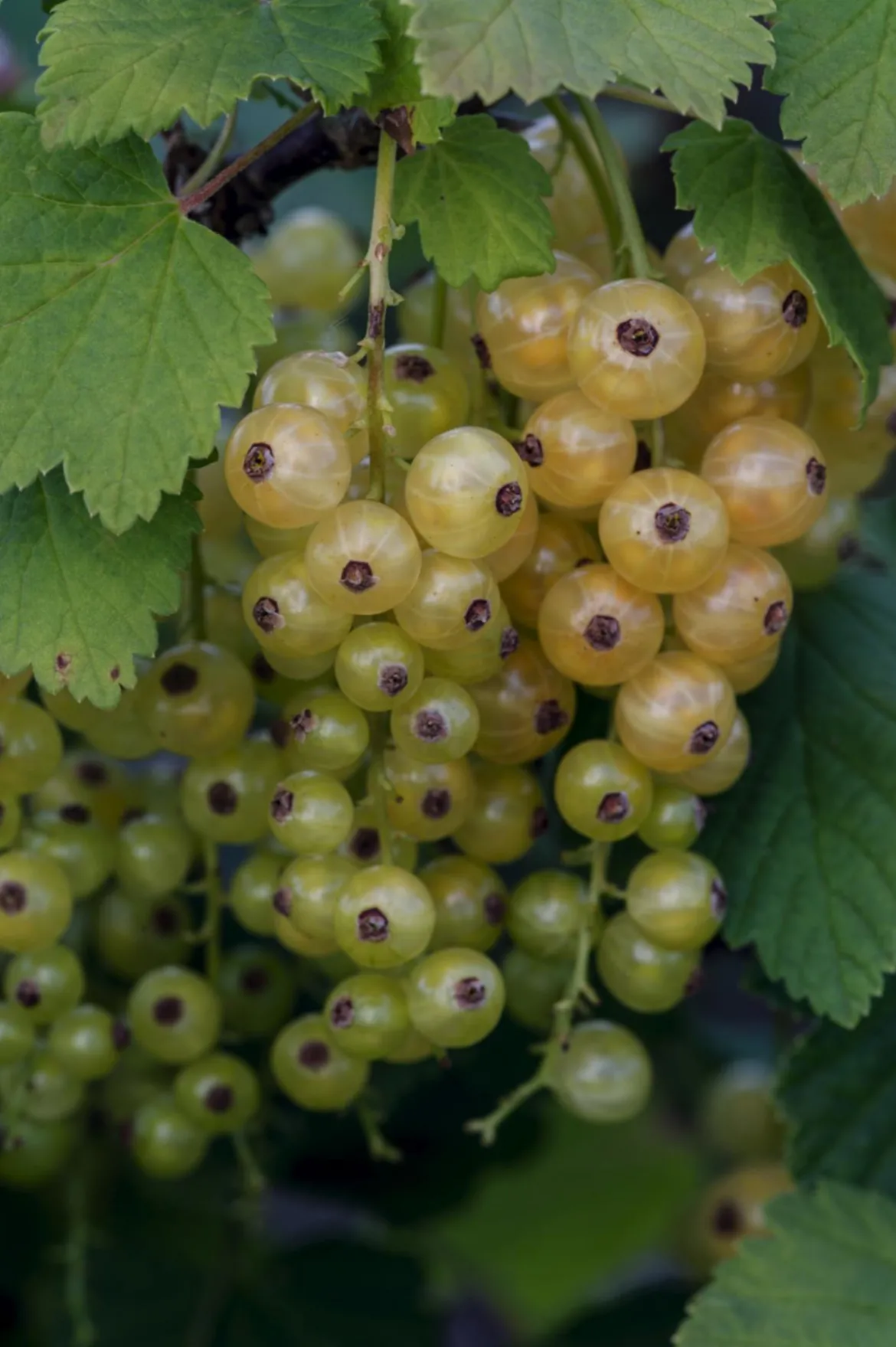 Johannisbeere 'Weiße Versailler'