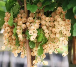 Johannisbeere 'Weiße Versailler'