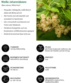 Johannisbeer-Set Sommerbeeren, 3-teilig