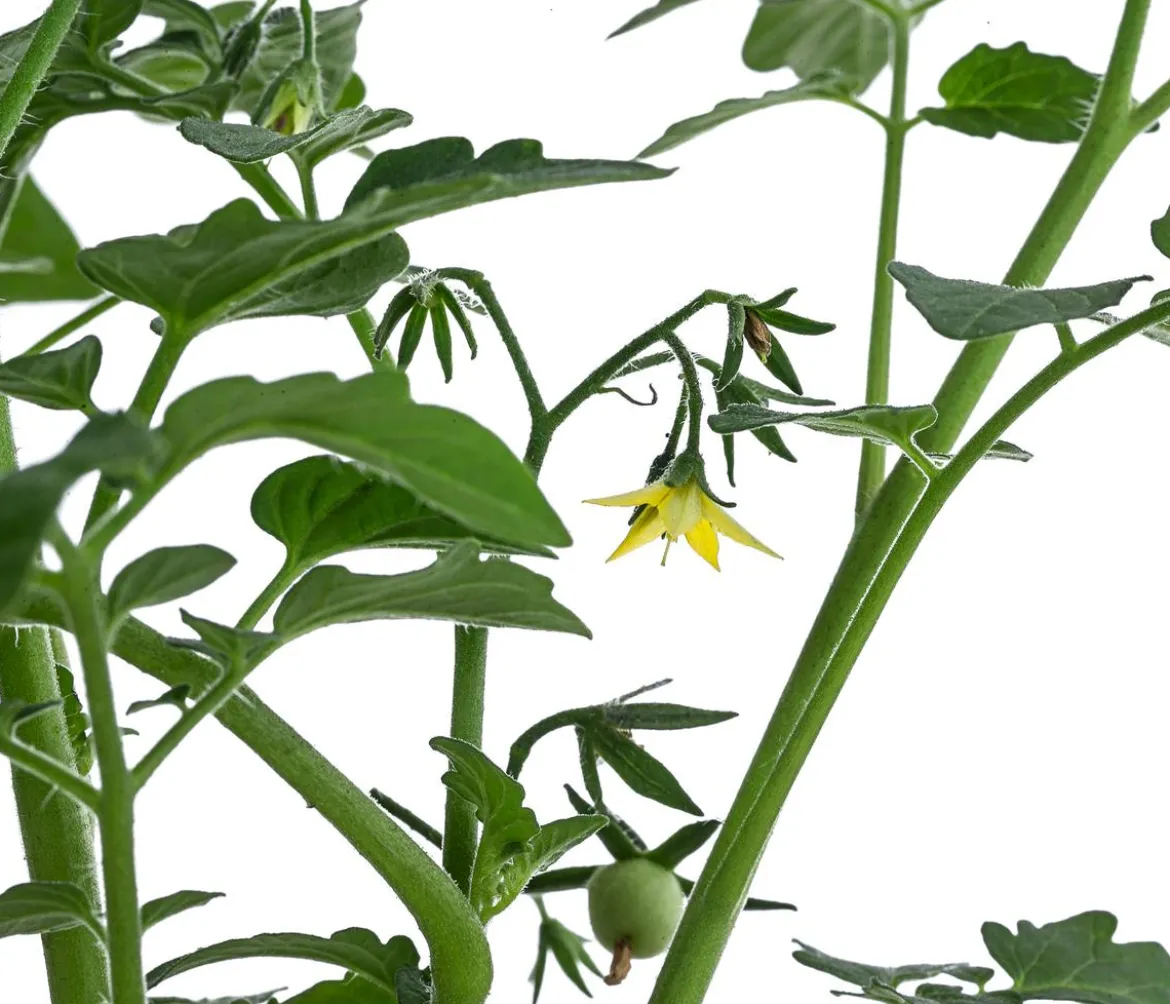 Johannisbeertomate 'Tomberry® Red'