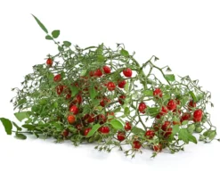 Johannisbeertomate 'Tomberry® Red'