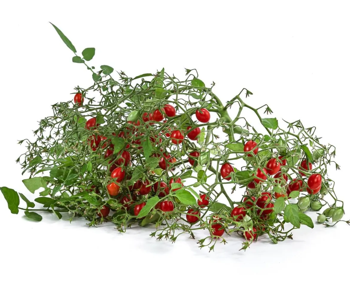 Johannisbeertomate 'Tomberry® Red'