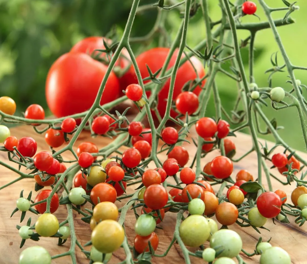 Johannisbeertomate 'Tomberry® Red'