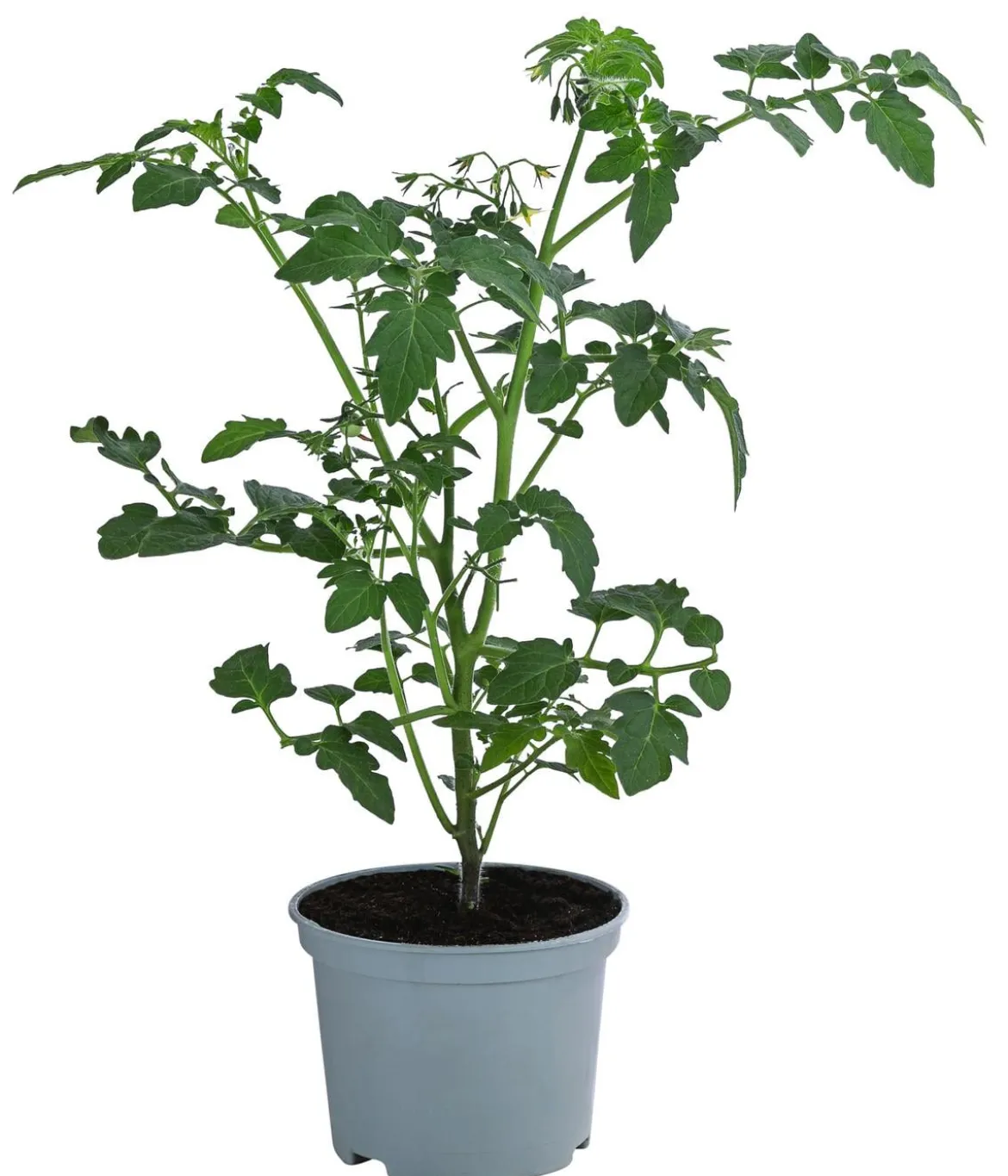 Johannisbeertomate 'Tomberry® Red'