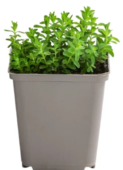 Johanniskraut