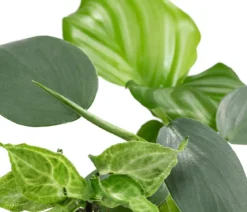 Jungpflanzen-Set Blattschmuck, 3-teilig