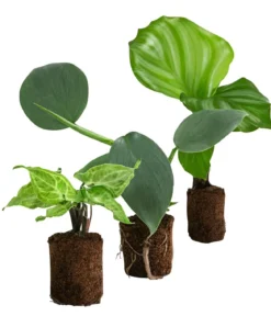 Jungpflanzen-Set Blattschmuck, 3-teilig