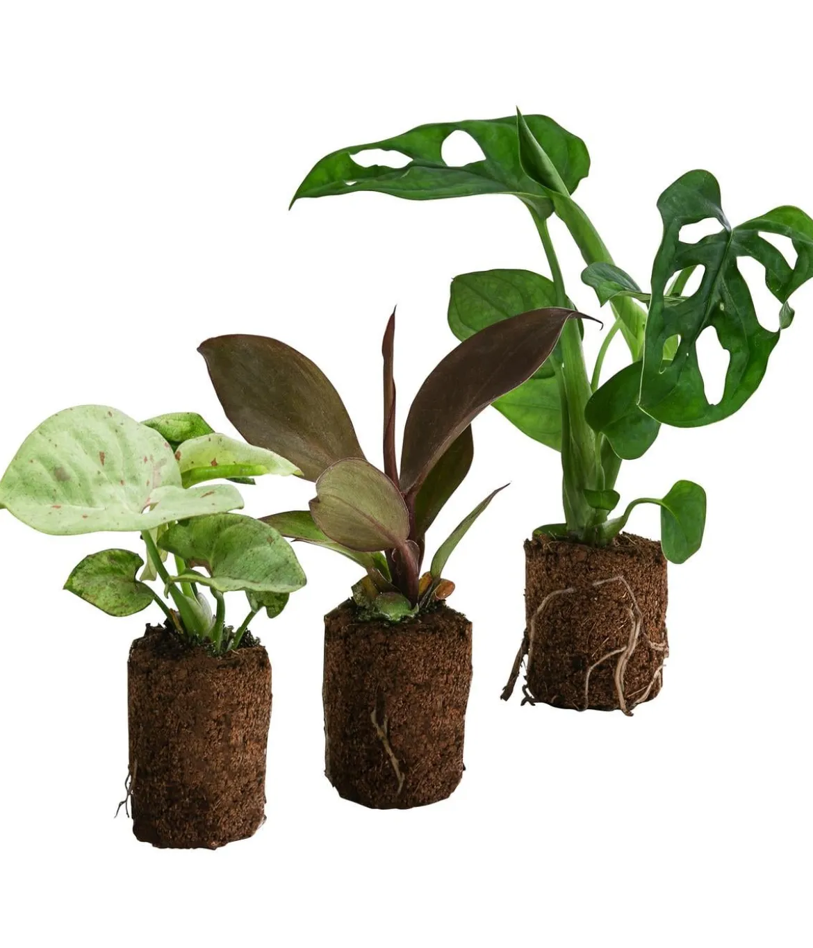 Jungpflanzen-Set Dschungel, 3-teilig