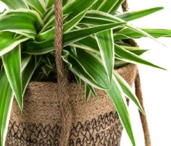 Juteampel-Duo mit Grünlilie - Chlorophytum comosum 'Ocean'