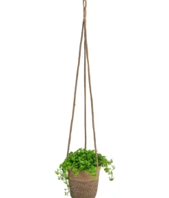 Juteampel-Solo mit Kanonierblume - Pilea depressa