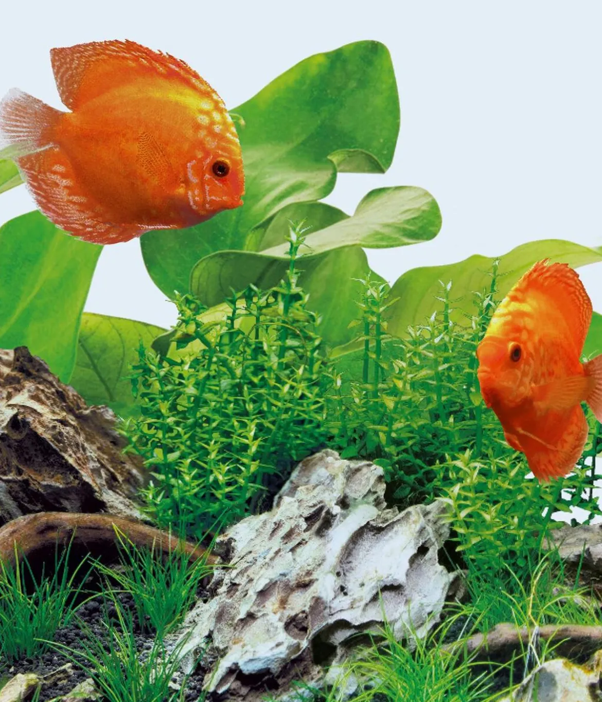 JUWEL® AQUARIUM Aquariumbeleuchtung Leuchte LED Day