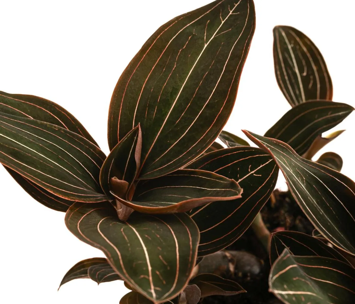 Juwelorchidee - Ludisia discolor