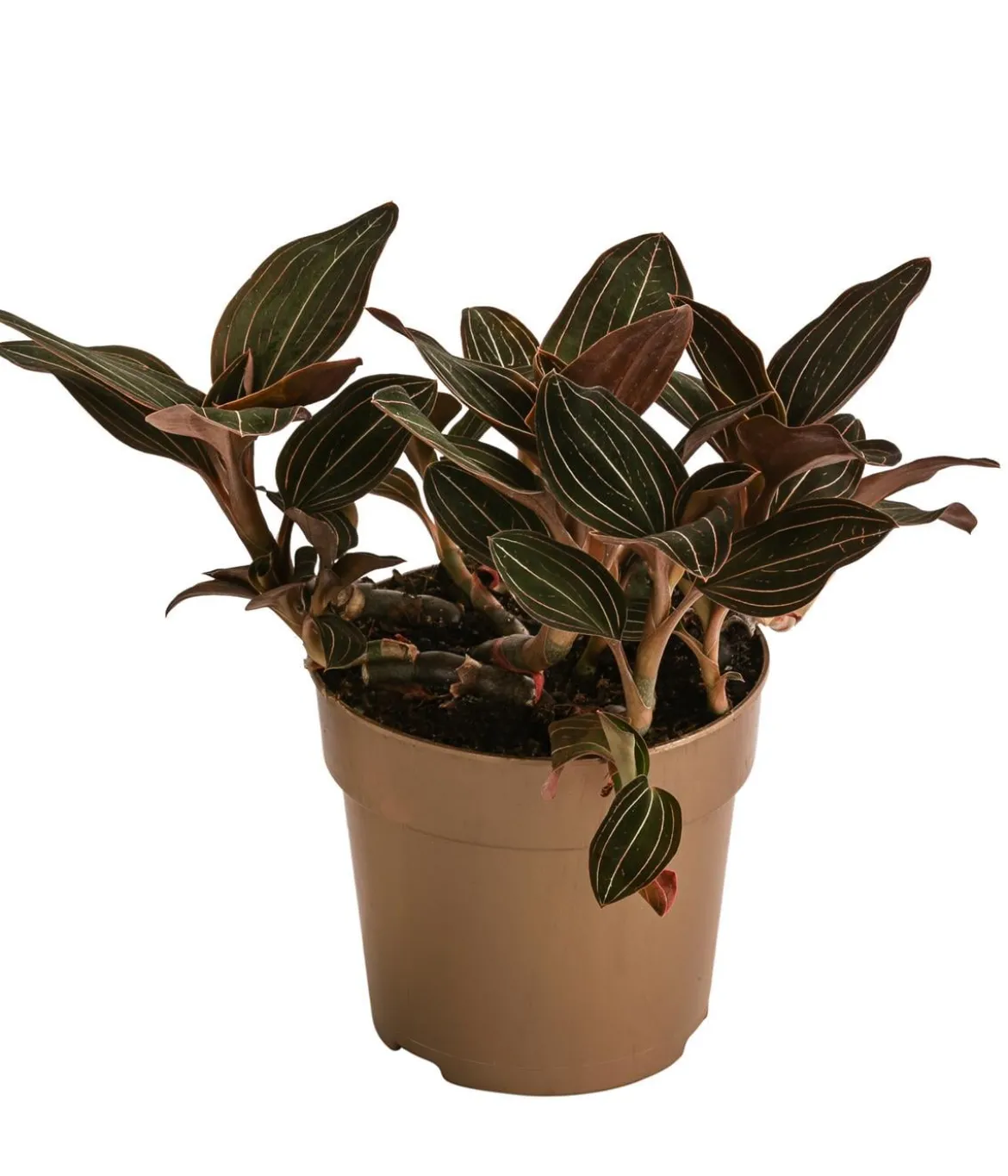 Juwelorchidee - Ludisia discolor
