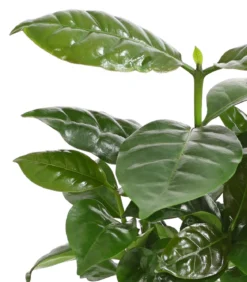 Kaffeepflanze - Coffea arabica, verschiedene Sorten, in Keramik