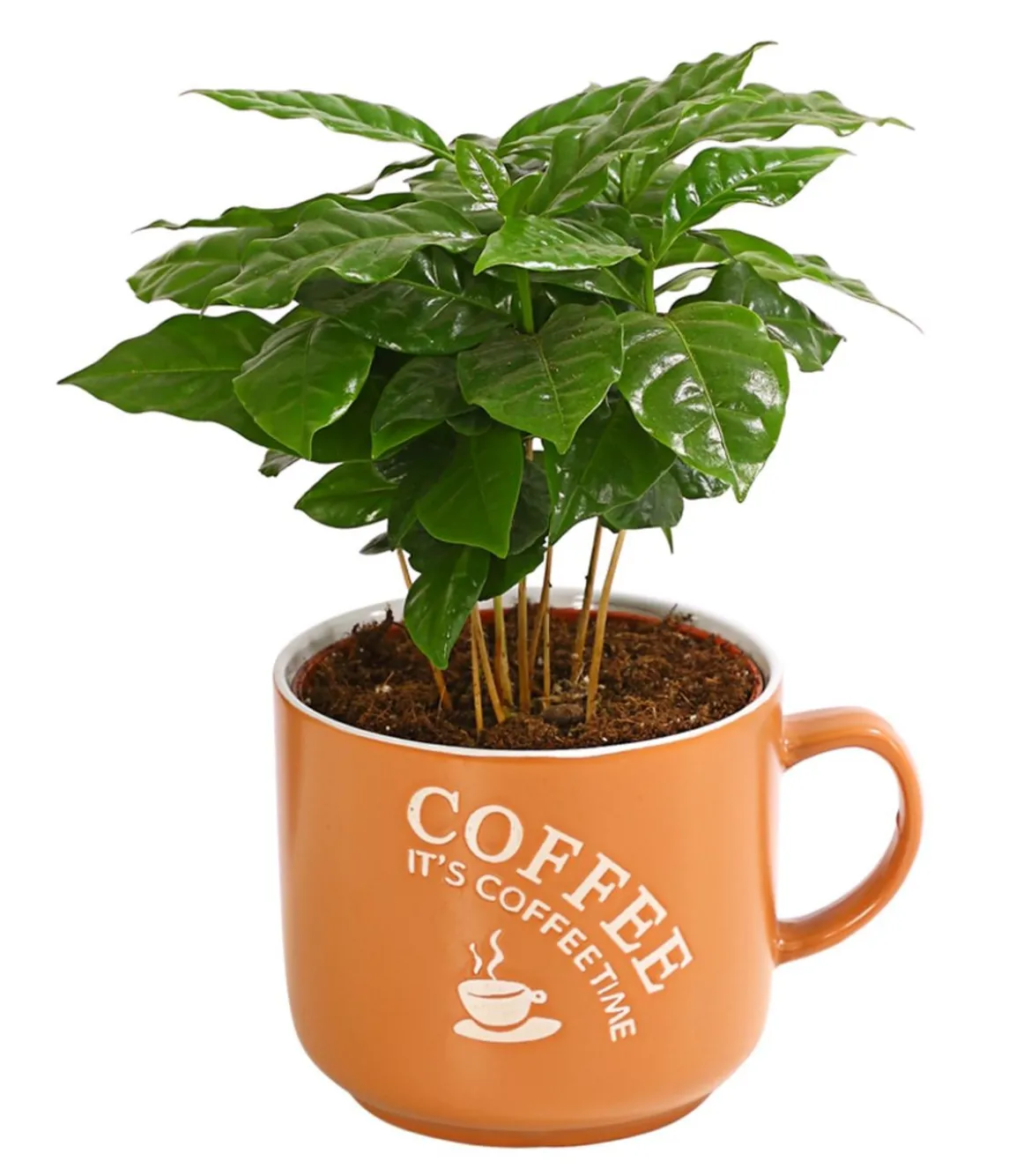 Kaffeepflanze - Coffea arabica, verschiedene Sorten, in Keramik
