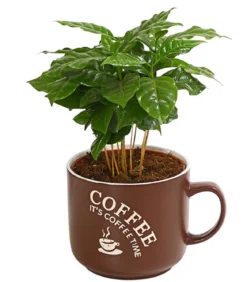 Kaffeepflanze - Coffea arabica, verschiedene Sorten, in Keramik