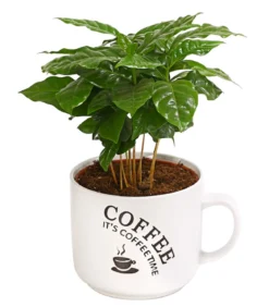 Kaffeepflanze - Coffea arabica, verschiedene Sorten, in Keramik