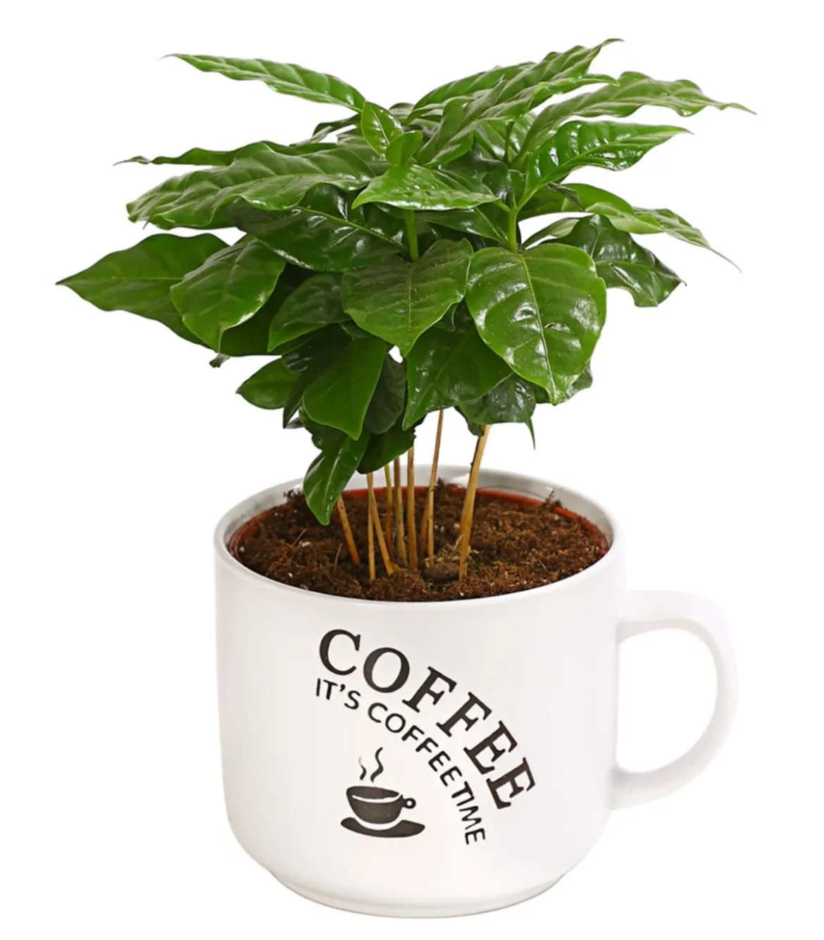 Kaffeepflanze - Coffea arabica, verschiedene Sorten, in Keramik
