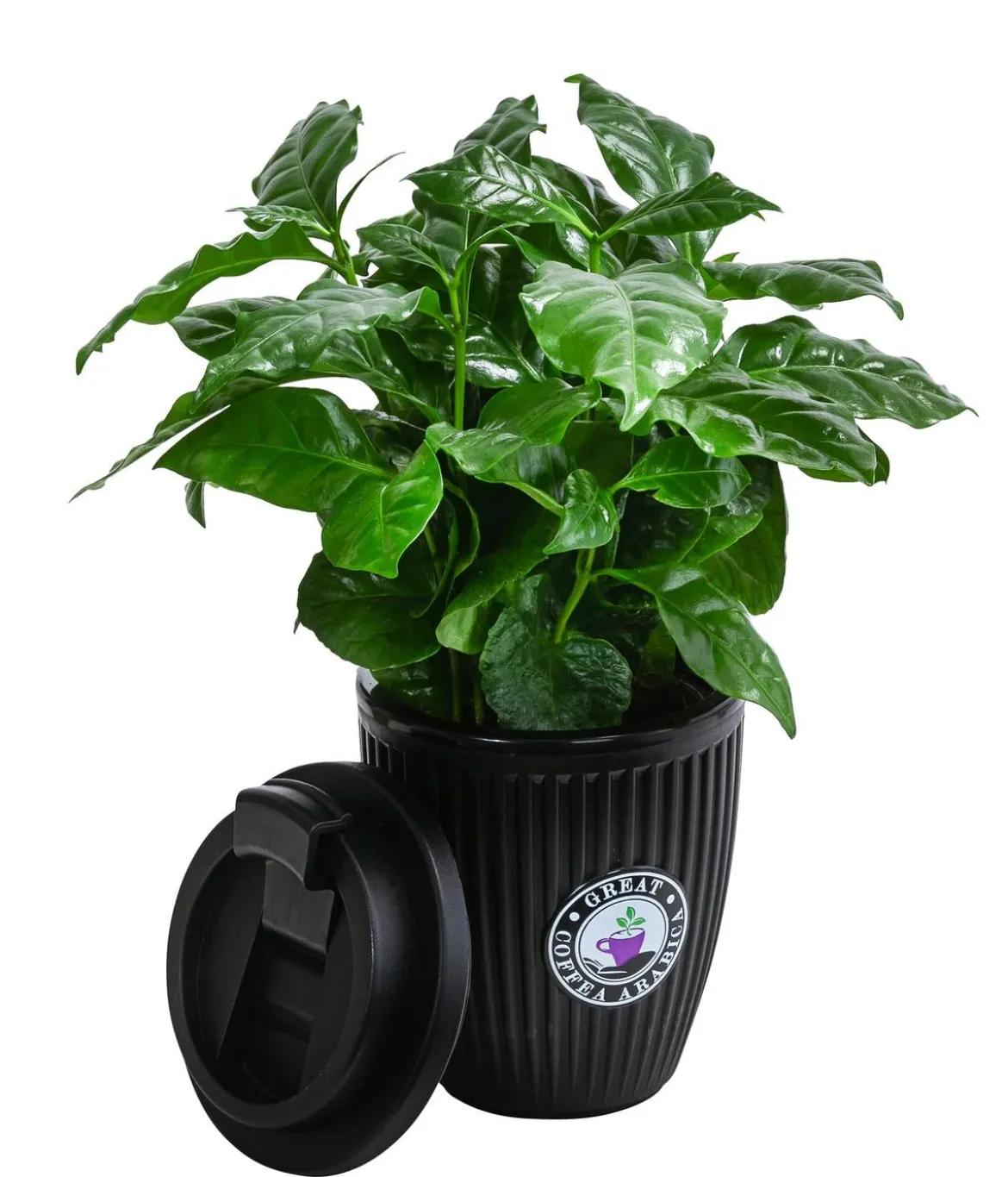 Kaffeepflanze - Coffea arabica, im To-Go Becher