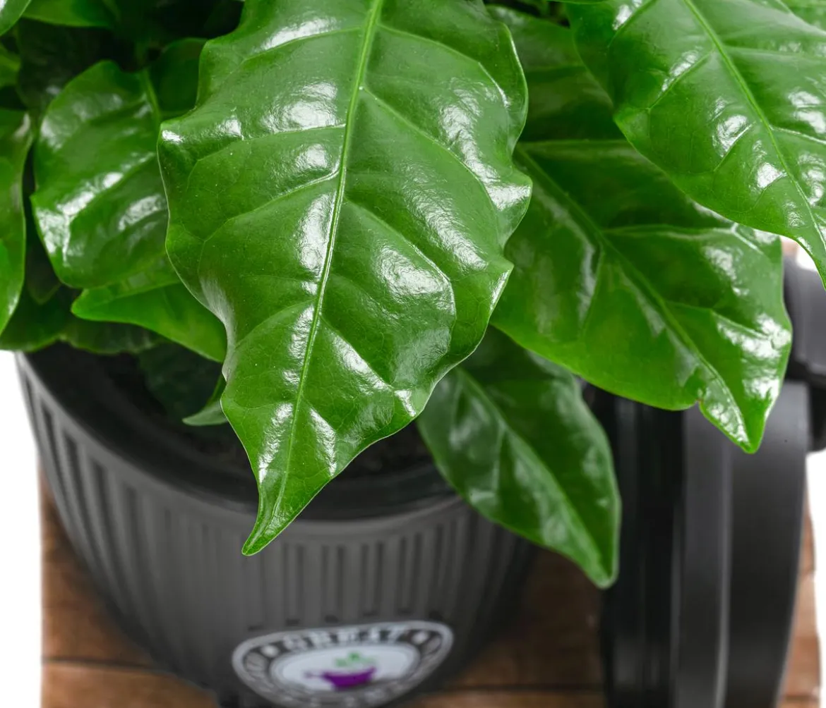 Kaffeepflanze - Coffea arabica, im To-Go Becher