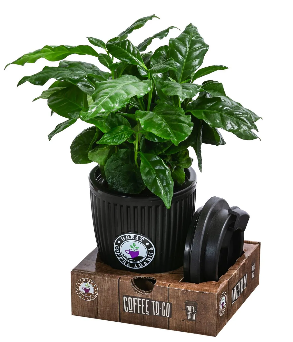 Kaffeepflanze - Coffea arabica, im To-Go Becher