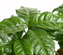 Kaffeepflanze - Coffea arabica, 3er-Set