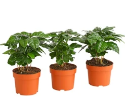 Kaffeepflanze - Coffea arabica, 3er-Set