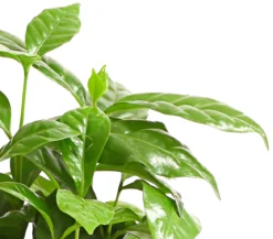 Kaffeepflanze - Coffea arabica
